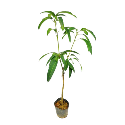 芒果苗金煌台农桂七四季红贵妃凯特澳芒嫁接树苗地栽盆栽带土 - 图3