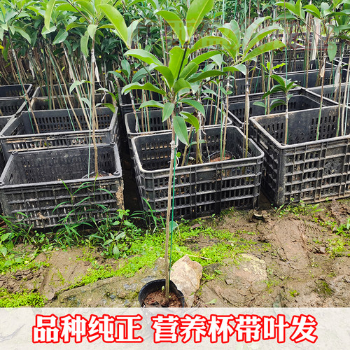 越南大果人心果苗 嫁接苗 无砂质口感带土带叶发 可盆栽庭院种植 - 图2