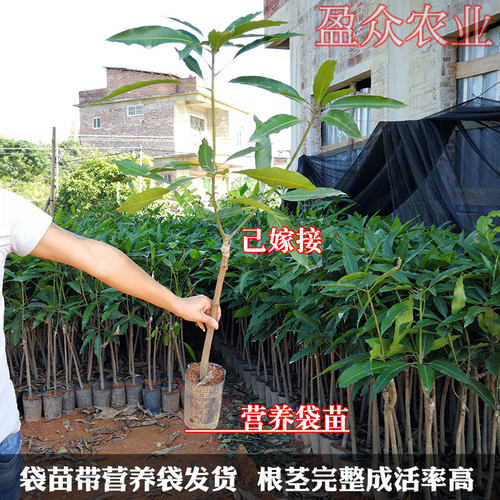 芒果苗金煌台农桂七四季红贵妃凯特澳芒嫁接树苗地栽盆栽带土 - 图0