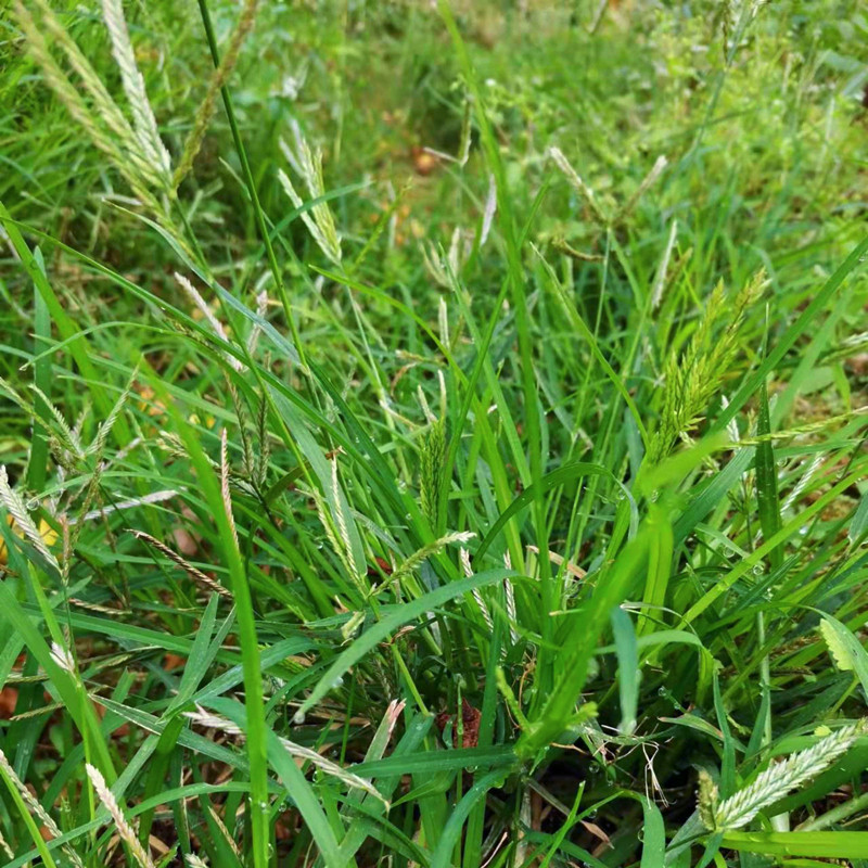 新鲜野生牛筋草 广东茂名千千踏 蟋蟀草 老牛拽 忝仔草千金草包邮