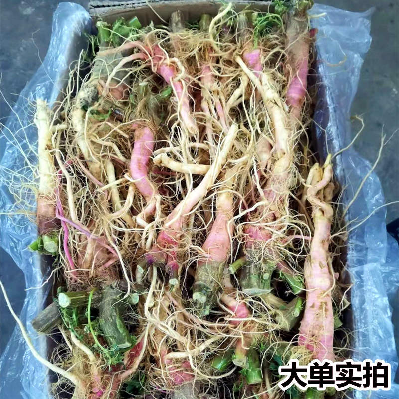 刺苋根红菜头新鲜现挖野生带刺红刺苋广东假苋菜猪母菜勒苋头包邮-图2