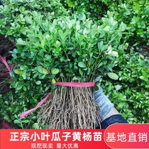 Melon seed yellow Yang Miao Xiaoye Yellow Yang Shumiao Miao Nannorth planting cell courtyard resistant to cold fence Greening color block Miao wood