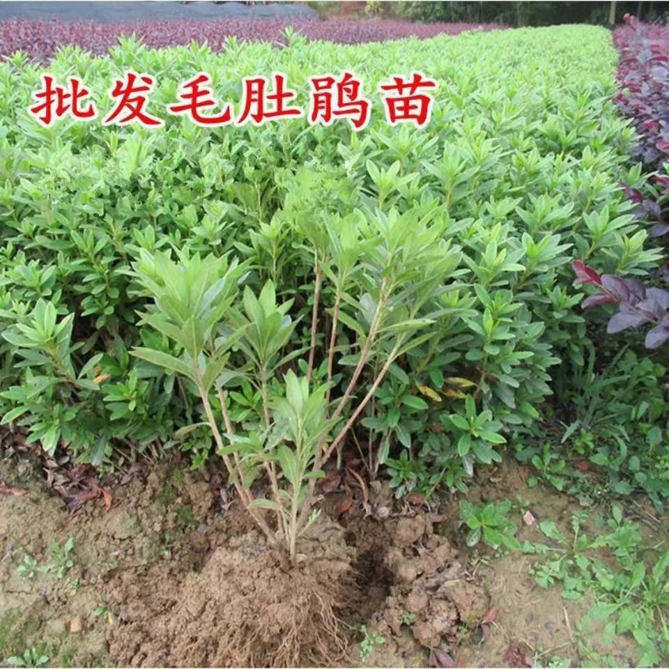 毛杜鹃夏娟毛鹃花苗茶梅苗毛娟映山红苗庭院别墅花坛耐寒植物树苗-图1