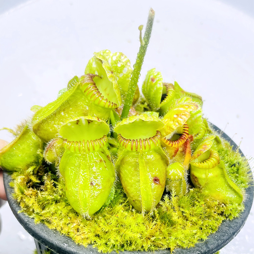 盆栽食虫植物土瓶草 Cephalotus follicularis-图1