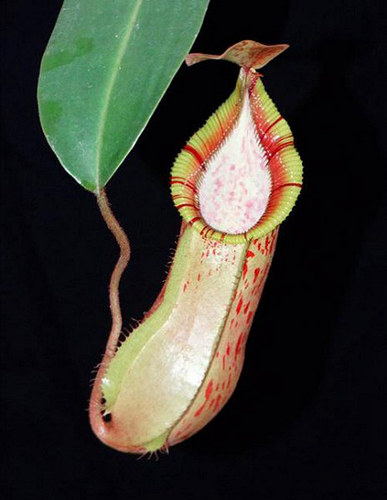 钩唇交维奇猪笼草食虫植物漂亮可爱的笼子hamata x veitchii - 图3