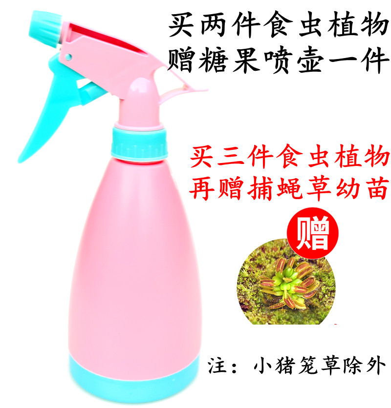 捕蝇草猪笼草食虫草食人花驱蚊捕蚊植物种子苗桌面花卉小盆栽绿植,淘宝优惠券,粉丝福利购,淘宝优惠卷