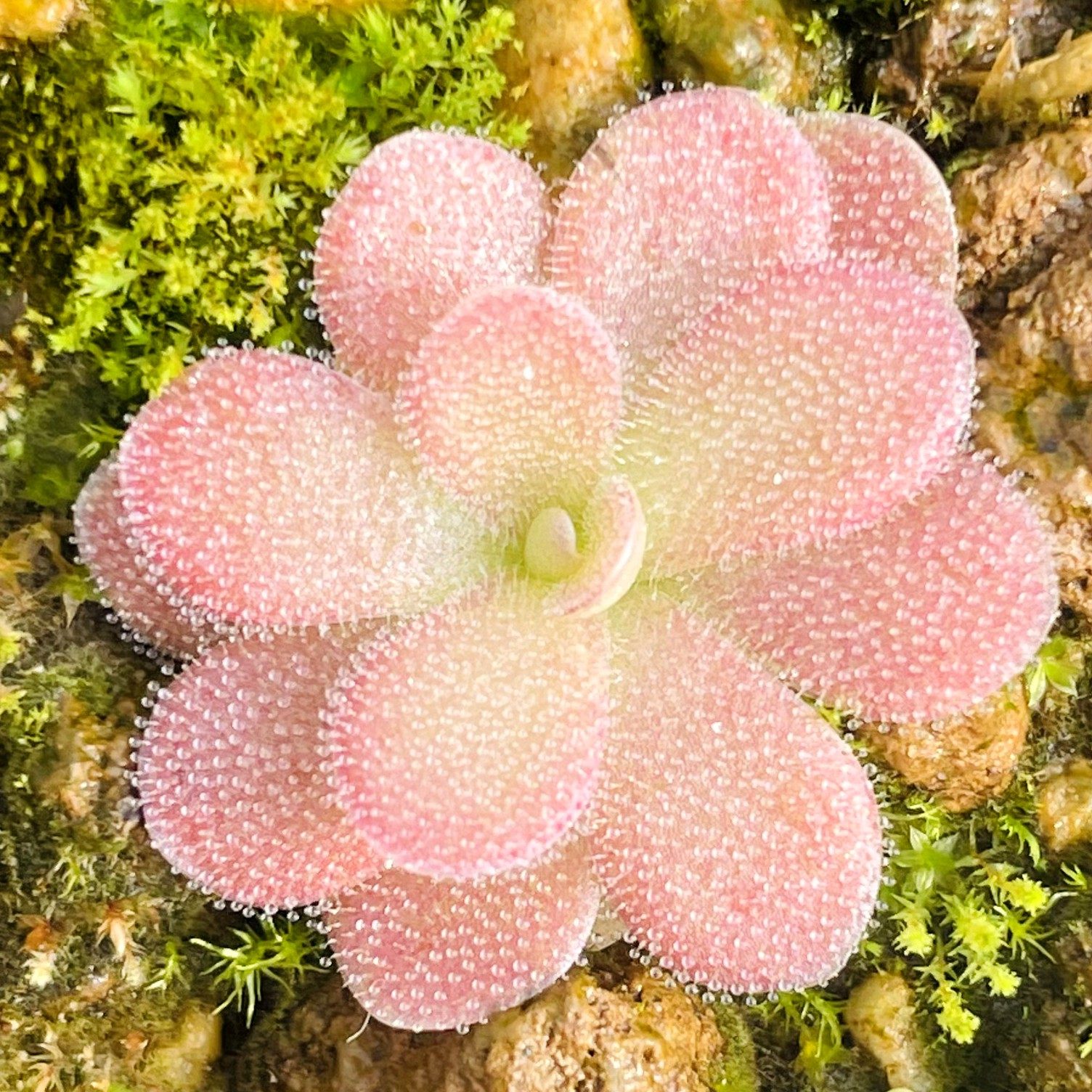 乔安娜捕虫堇多肉食人花捕蝇草驱蚊草卧室花卉盆栽Johanna,淘宝优惠券,粉丝福利购,淘宝优惠卷