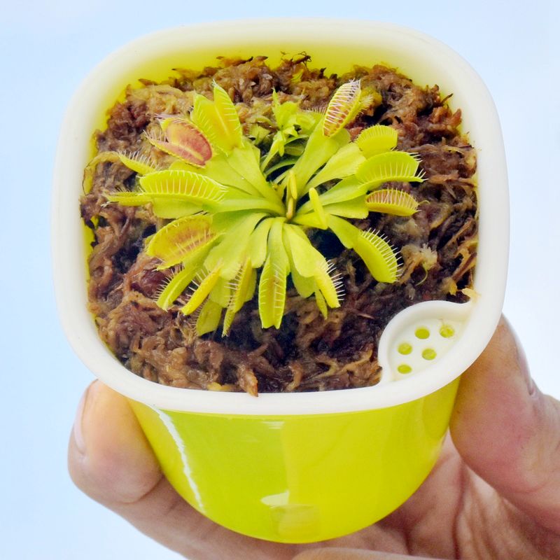 捕蝇草猪笼草食虫草食人花驱蚊捕蚊植物种子苗桌面花卉小盆栽绿植,淘宝优惠券,粉丝福利购,淘宝优惠卷