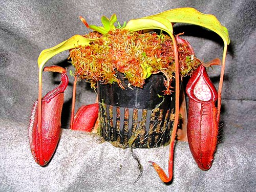 密花猪笼草食虫植物低地高地品种非常可爱漂亮的笼子原种 - 图2