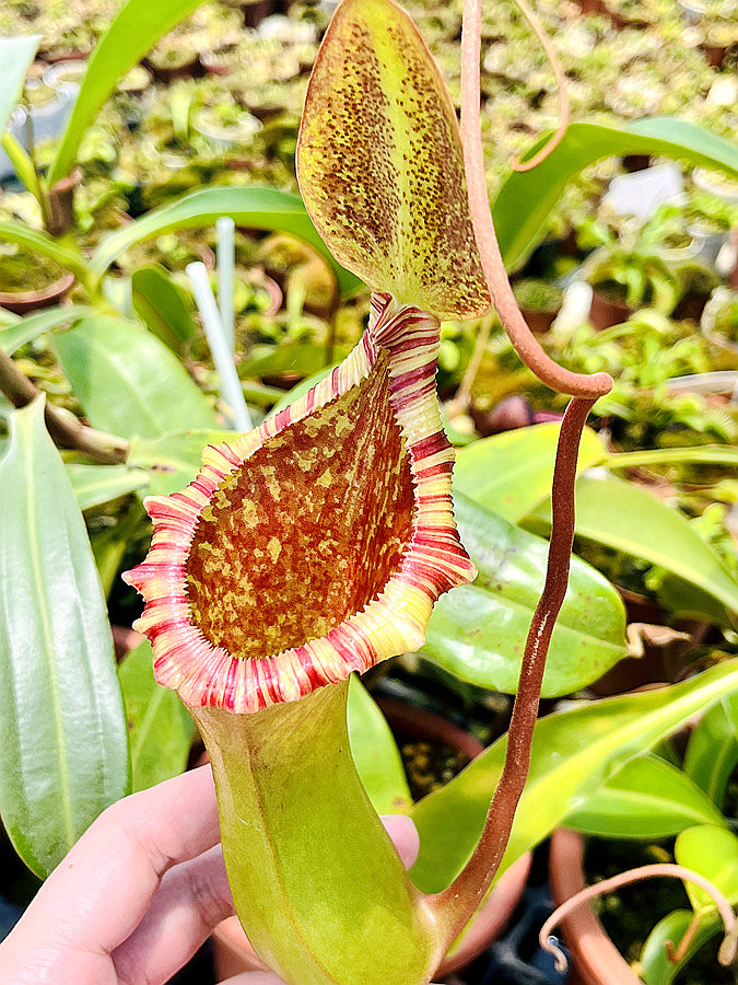 劳氏x红葫芦猪笼草Lowii x ventricosa LV食虫植物盆栽包邮黑精灵,淘宝优惠券,粉丝福利购,淘宝优惠卷
