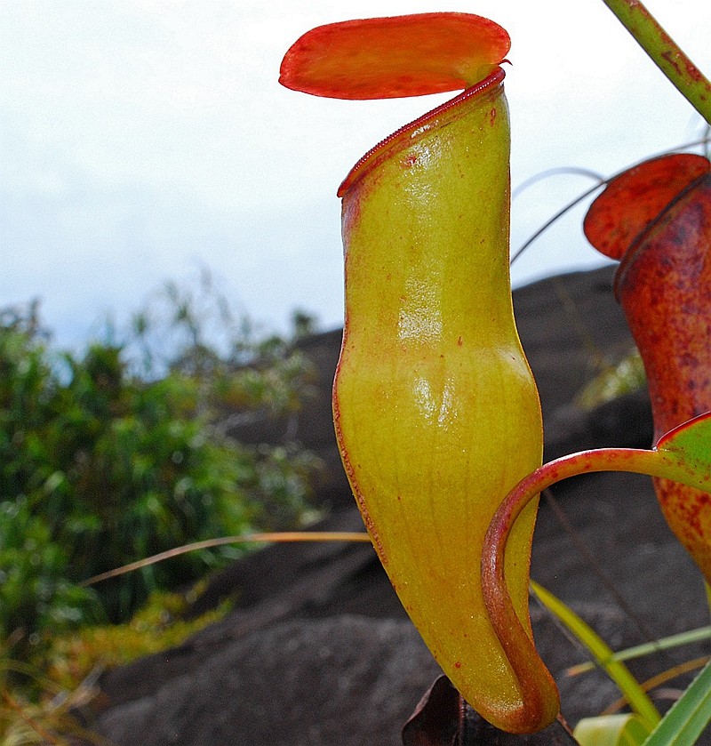 泊伯威尔猪笼草食虫植物漂亮可爱的笼子稀有原种pervillei