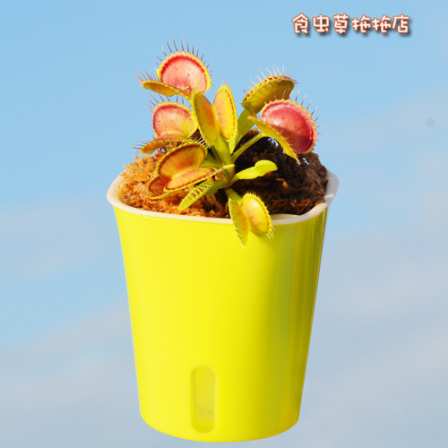 捕蝇草食人花猪笼草盆栽食虫植物食蝇草食虫草茅膏菜种子室内阳台 - 图2