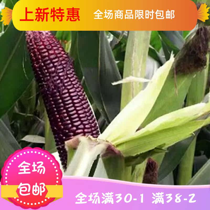 山西黑甜新鲜黑玉米2.5斤糯玉米 刘小歪食品其它