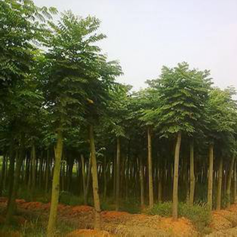 合欢树苗芙蓉树苗绒花树银叶金合欢花树苗树木庭院南北方种植盆栽 - 图1