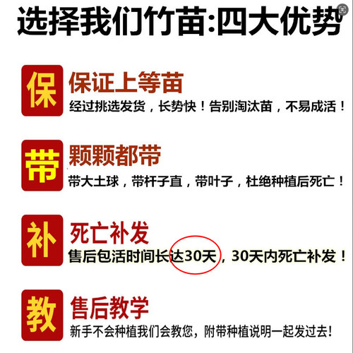 竹子苗庭院植物四季常青紫竹苗罗汉竹毛竹北方耐寒盆栽地栽竹子苗 - 图3