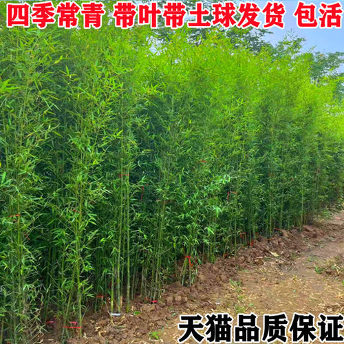 竹子苗庭院植物四季常青紫竹苗罗汉竹毛竹北方耐寒盆栽地栽竹子苗 - 图0