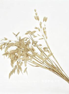 白色奶油风 干花永生花花束摆件小盼草兔尾草50支小麦穗 心形扇子