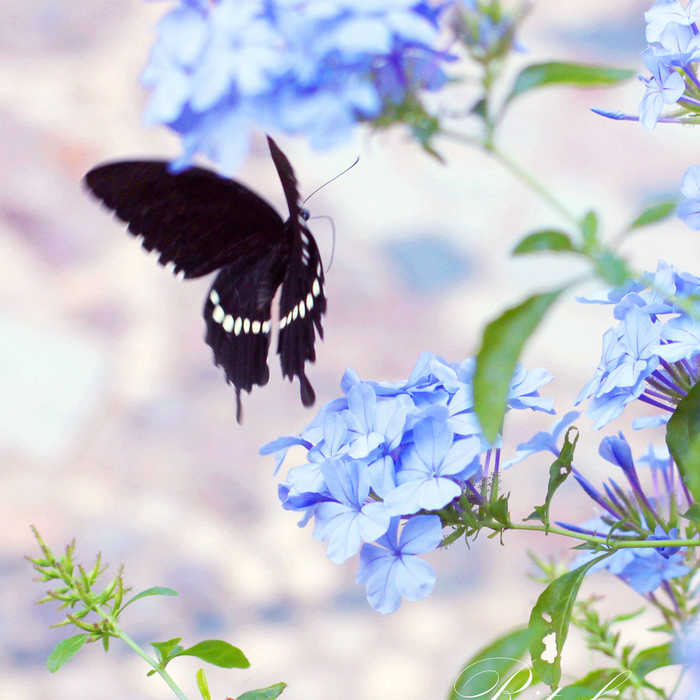 花屋 新人首单立减十元 21年9月 淘宝海外