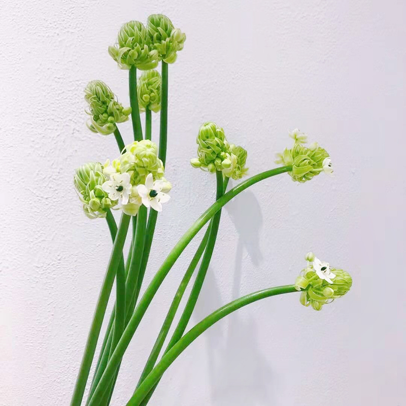 金合欢雪柳鲜枝水培植物小手球鲜花云南直发家用水养培插花束花材-图3