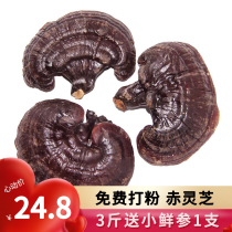 Forest Island Changbai Mountain Lucid Lucid Lingzhi 24 8 Yuan catty for free of powder