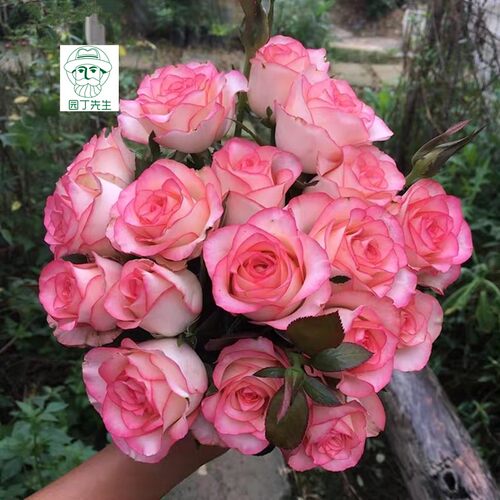 朱米莉亚艾莎玫瑰花苗盆栽大苗浓香月季阳台庭院花园勤开花卉植物 - 图1