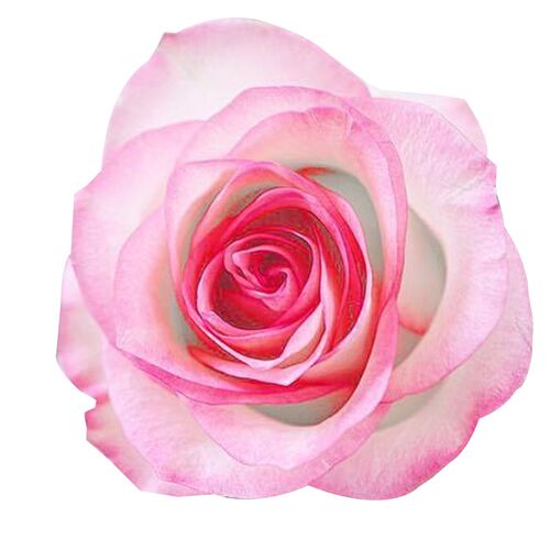 朱米莉亚艾莎玫瑰花苗盆栽大苗浓香月季阳台庭院花园勤开花卉植物 - 图0