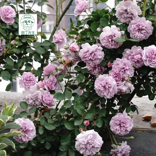 蓝色阴雨浓香藤本月季花苗阳台爬藤玫瑰蔷薇攀援植物盆栽蓝紫色花 - 图1