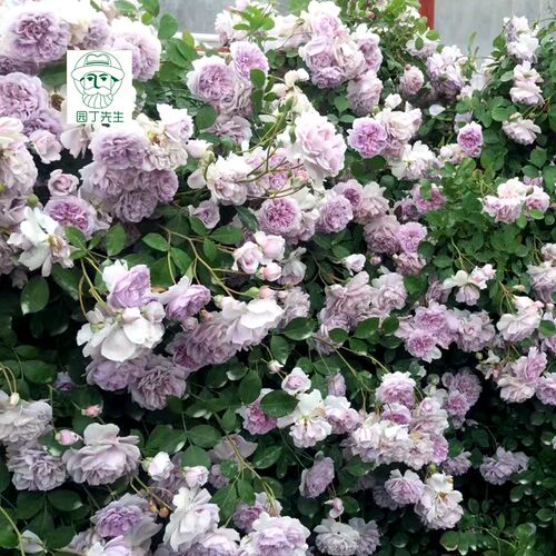 蓝色阴雨浓香藤本月季花苗阳台爬藤玫瑰蔷薇攀援植物盆栽蓝紫色花 - 图2