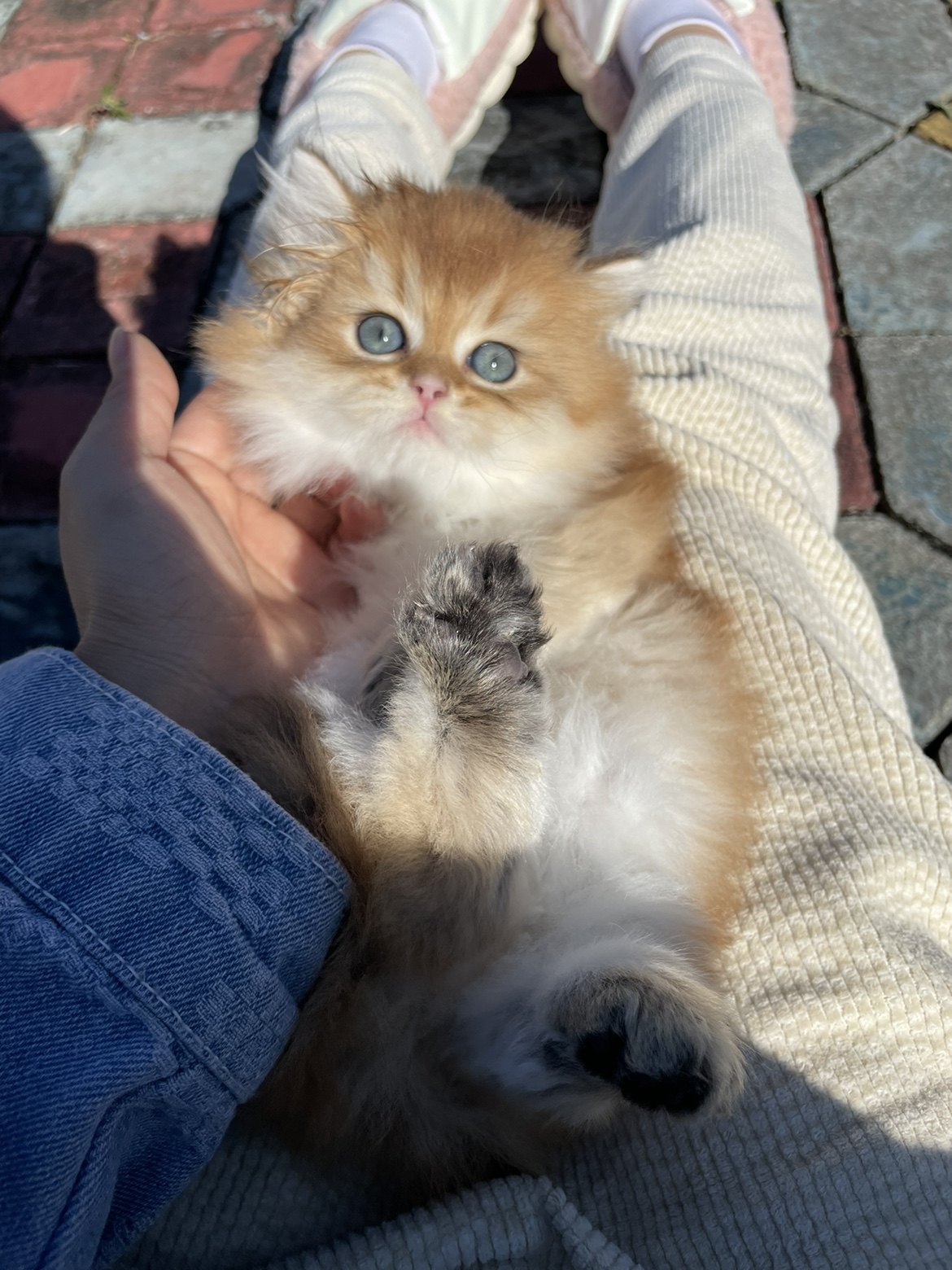 双血金渐层长毛Ny12色宠物猫高地弟弟妹妹,淘宝优惠券,粉丝福利购,淘宝优惠卷