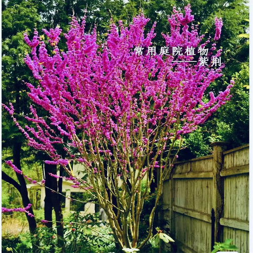 紫荆花树苗庭院景观树耐寒耐旱易成活当年开花绿化观赏满条红花 - 图0