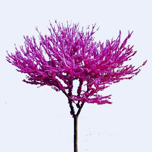 紫荆花树苗庭院景观树耐寒耐旱易成活当年开花绿化观赏满条红花 - 图3