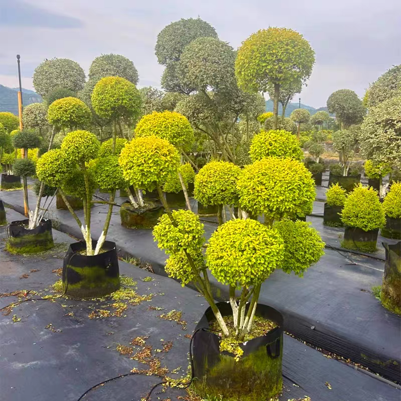 亮晶女贞造型树庭院花镜植物大型盆景别墅景观树地景树多头棒棒糖,淘宝优惠券,粉丝福利购,淘宝优惠卷