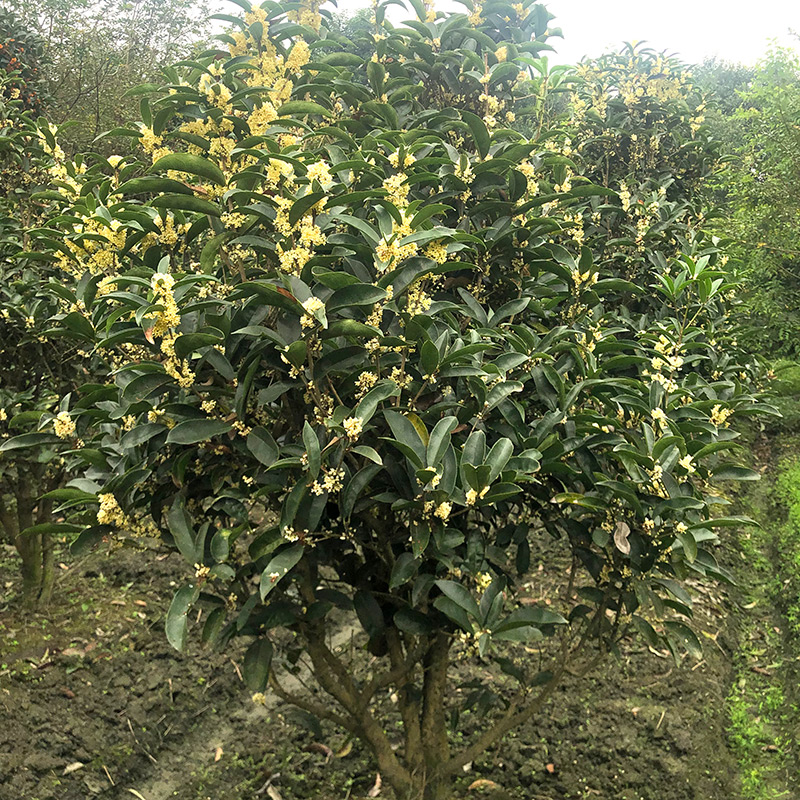 四季桂花盆栽浓香型佛顶珠天香台阁桂日香桂花四季开花庭院阳台-图2