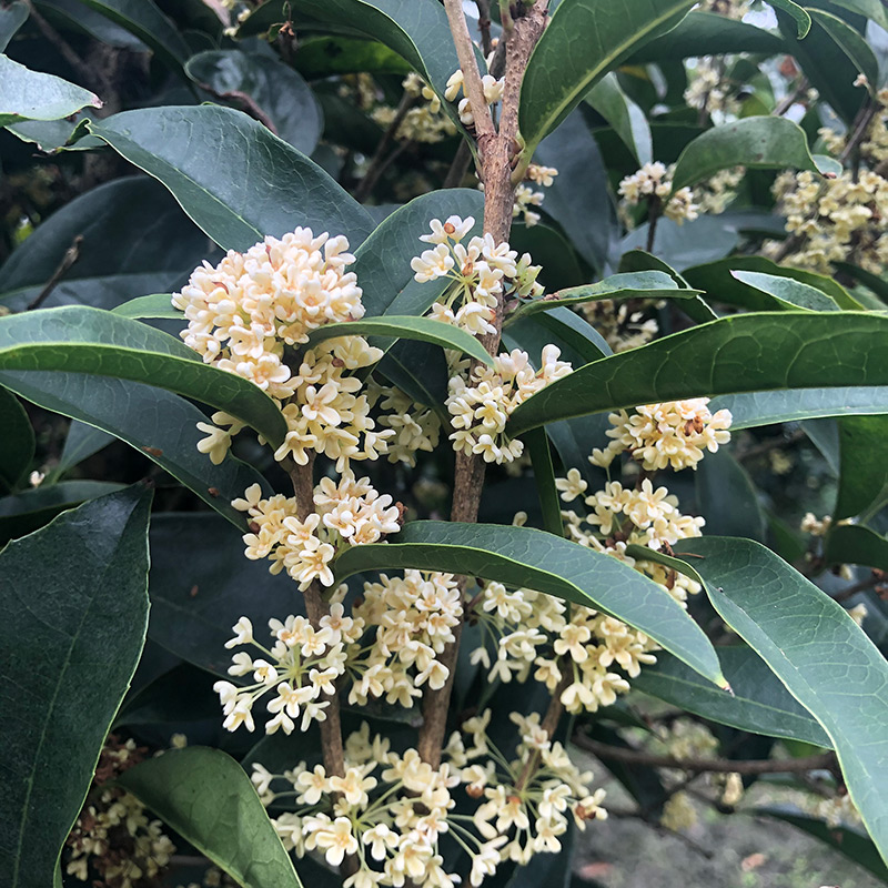 四季桂花盆栽浓香型佛顶珠天香台阁桂日香桂花四季开花庭院阳台-图1