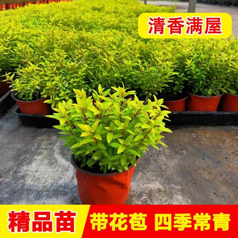 满天星盆栽四季开花室内阳台客厅带盆栽发货好养易活观花常绿植物