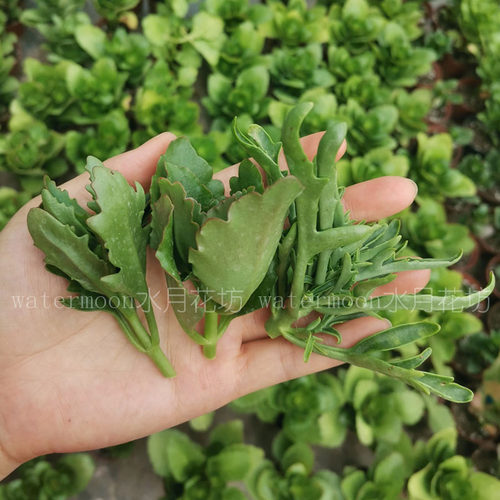 满10元包邮 长寿花顶芽枝条易生根花期长花卉重单瓣大花盆栽花卉 - 图1