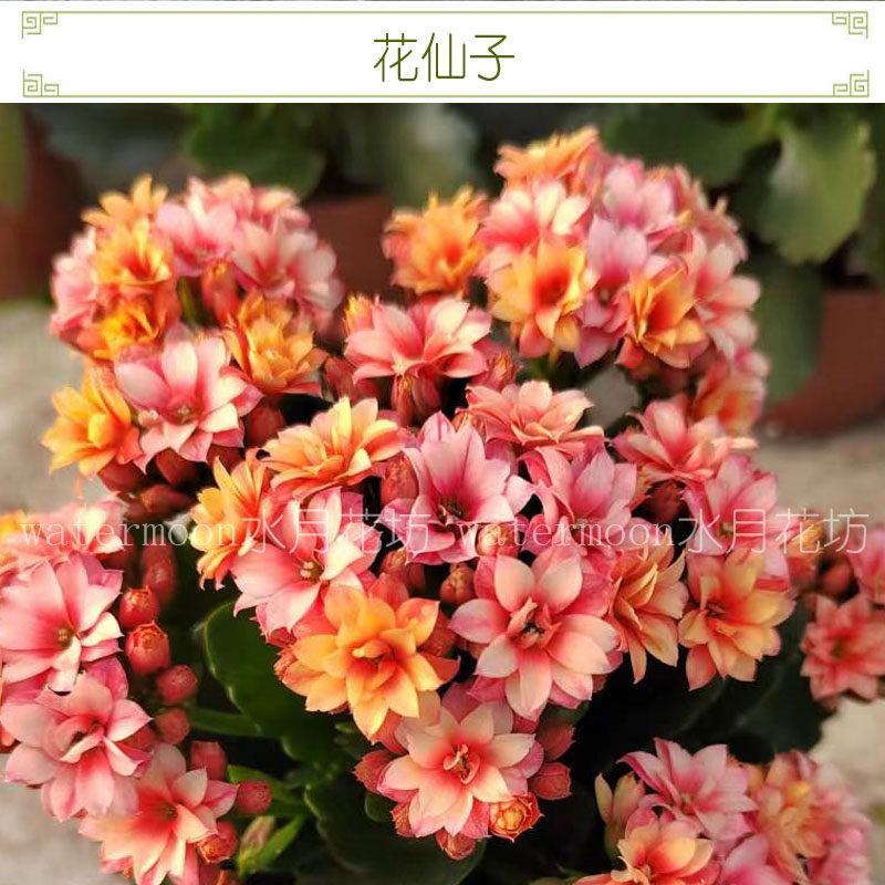 伊人大花长寿花重瓣新品带花苞鲜花盆栽四季开植物室内外花卉好养