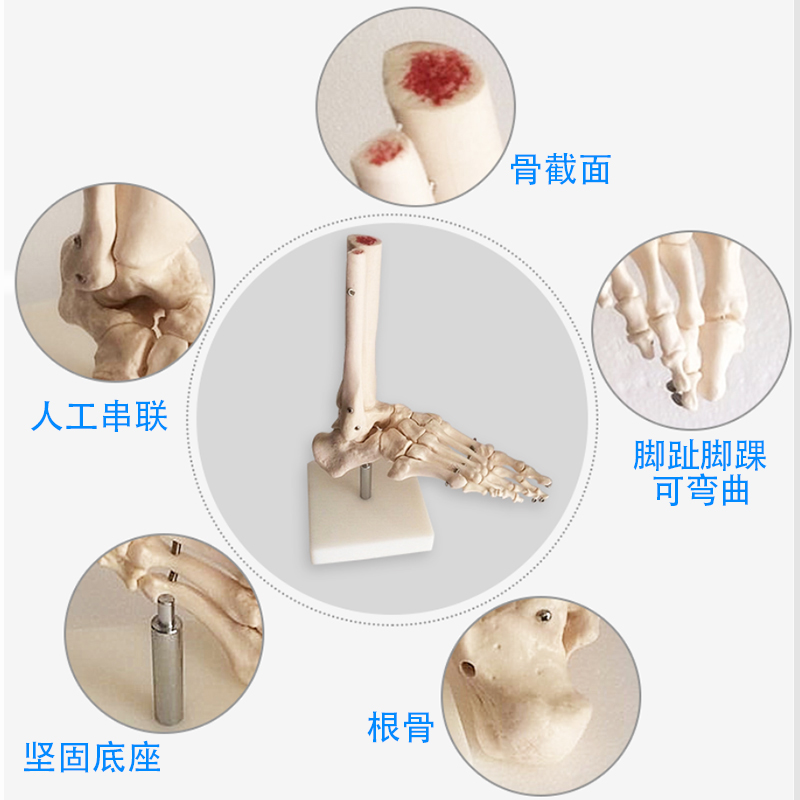 脚关节模型脚骨模型脚部骨骼结构造模型足部踝关节无韧带腓骨趾骨 - 图2