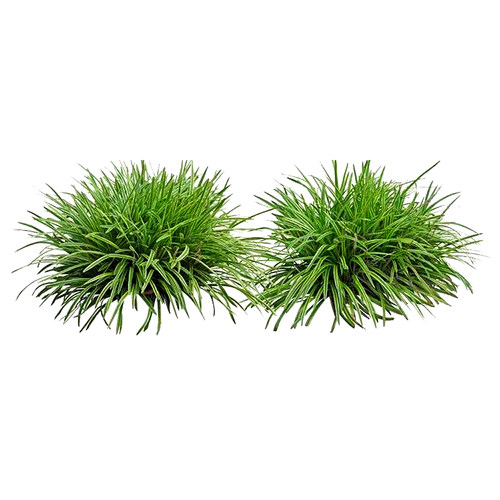 庭院草坪草皮麦冬草苗日本矮麦冬草玉龙草细叶沿阶草金边阔叶麦冬 - 图3