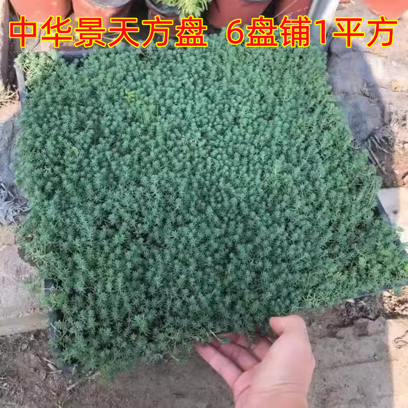 花镜金叶黄金佛甲草苗薄雪草过路黄红景天中华景天金莎曼姬岩垂草 - 图2