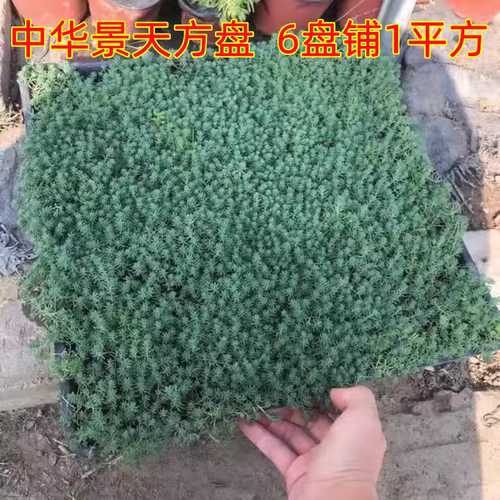 花镜地被植物草皮草皮中华景天金叶过路黄金佛甲草金莎曼姬岩垂草 - 图2