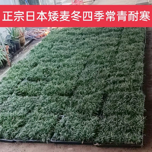 庭院草坪草皮麦冬草苗日本矮麦冬草玉龙草细叶沿阶草金边阔叶麦冬 - 图0
