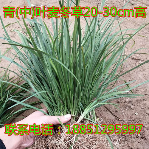 庭院草坪草皮麦冬草苗日本矮麦冬草玉龙草细叶沿阶草金边阔叶麦冬 - 图2