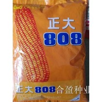 Positive 808 hybrid corn seed high-yield disease resistance grain deep grain forage and planting corn with large fields for spring and summer