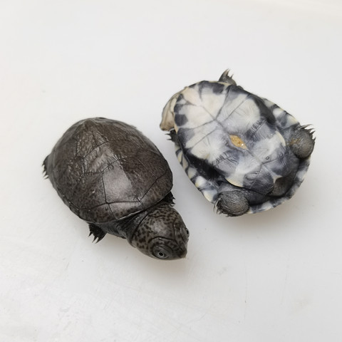 西非龟宠物活体卖龟直播金龟小王八稀有宠物龟深水吃粪龟混养冷水-图3