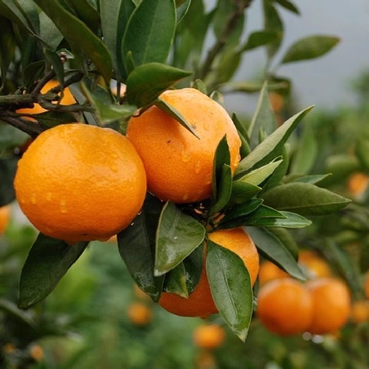 国家地标农产品 洞口雪峰蜜桔 5斤新鲜水果橘子现摘皮薄柑橘10斤,淘宝优惠券,粉丝福利购,淘宝优惠卷