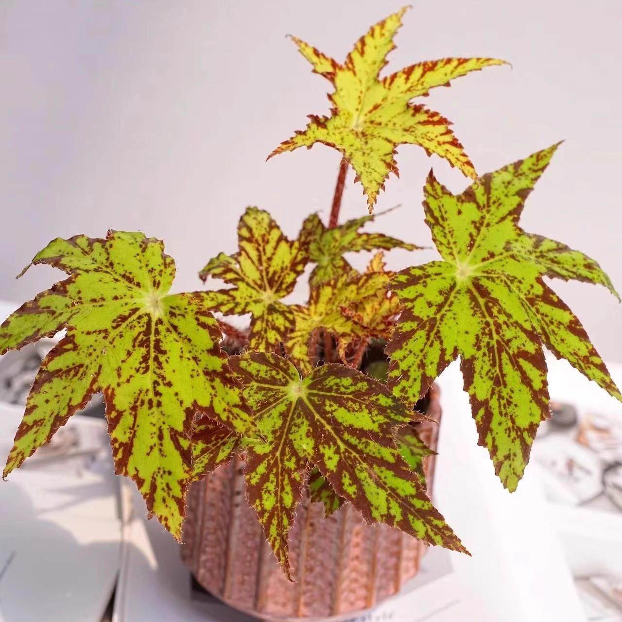 蟆叶秋海棠盆栽室内绿植彩叶芋观叶海芋热植垂丝海棠观叶植物花卉,淘宝优惠券,粉丝福利购,淘宝优惠卷