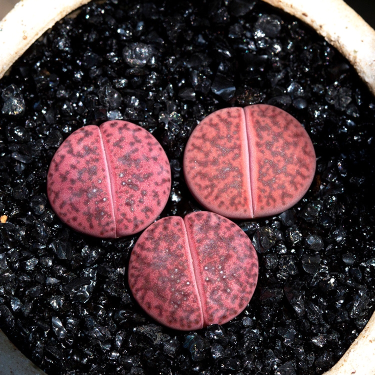 紫石榴岛田生石花多肉植物办公室桌面阳台屁屁萌肉肉小盆栽花陌派 - 图0