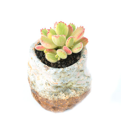 胭脂熊美国拉丝白熊红爪熊童子萌肉肉植物盆栽绿植花陌派云南多肉 虎窝淘