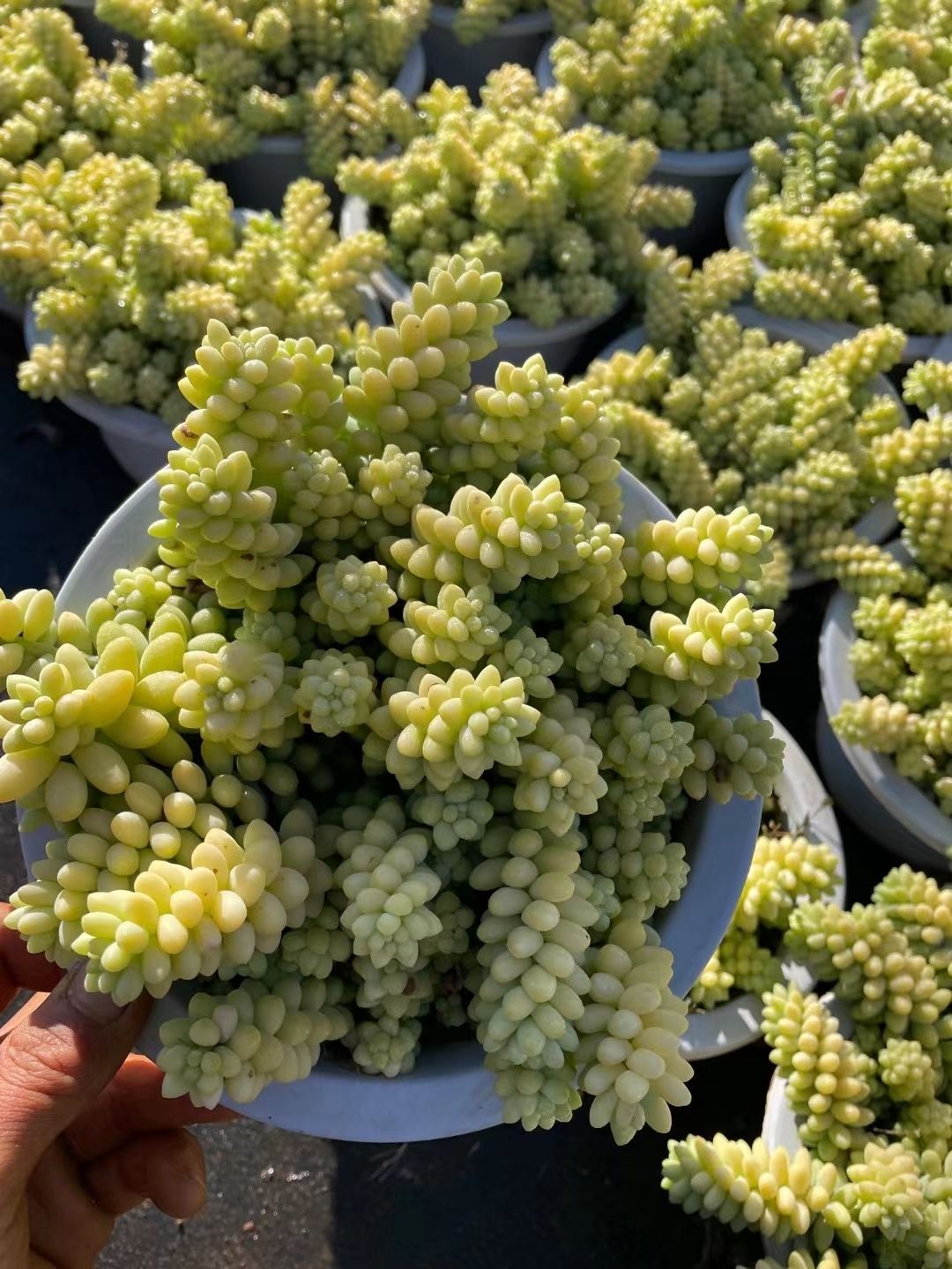 玉坠多肉植物玉坠老桩群生彩虹玉坠多肉植物带盆发货云南基地直供